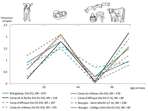 Interprétation schématique des distributions des âges d’abattage des bœufs.