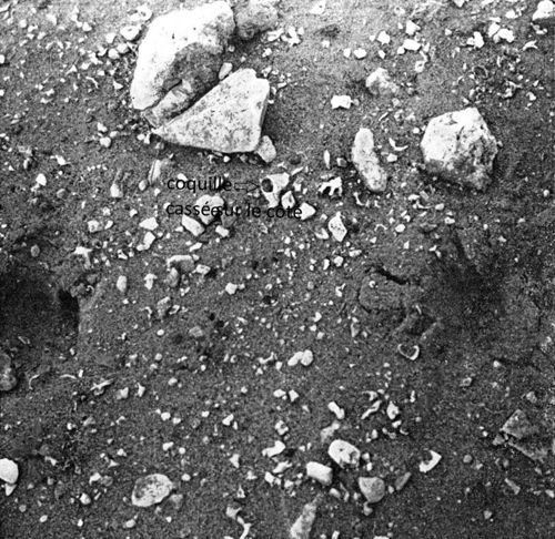 Monte Circeo, débris de coquilles de murex jonchant le côté de la route. On remarque une coquille cassée sur le côté à l’endroit où était localisée la glande tinctoriale (Blanc 1958, 210).