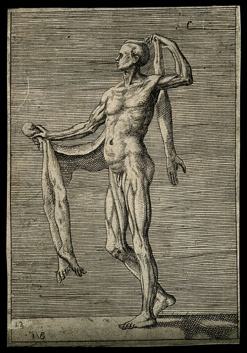  Giulio Bonasone, “Écorché anatomique”, c. 1550-1565, gravure, 15,3 x 10,7 cm, Londres, British Museum, planche 13.