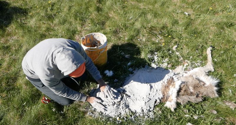 Yanik prend soin de la biche. Capture d’écran vidéo Étienne Genest.