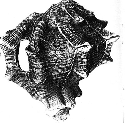 Hexaplex trunculus avec perforation de la coquille au niveau de la glande tinctoriale (Jidejian 1969).