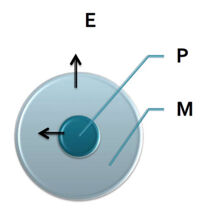 Figure 1. Représentation schématique de l’espace vital d’un individu.