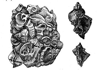 Tyr, amas de murex retrouvés dans les structures du site 1 (Wilde 1840).