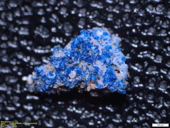 Nauportus. Blue nodule (PN 159) sample under binocular microscope.