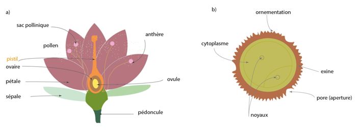 Schémas représentant (a) la coupe d’une fleur et la localisation de la production des grains de pollen et, (b) la structure d’un grain de pollen illustrant les différentes strates. 