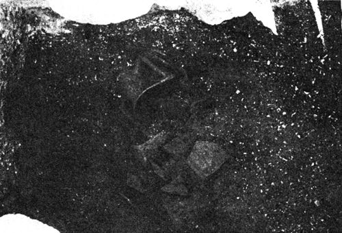 Délos, amphore brisée retrouvée sous le trou d’écoulement de la cuve D, en dessous, couche homogène de coquillages (Bruneau 1969, 777).
