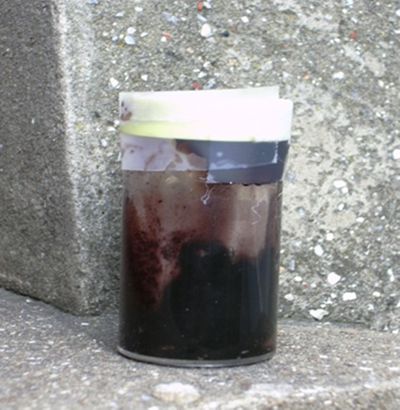 Les mêmes glandes tinctoriales mélangées dans le miel. Six mois plus tard : la couleur de la substance est devenue marron (cl. C. Macheboeuf).