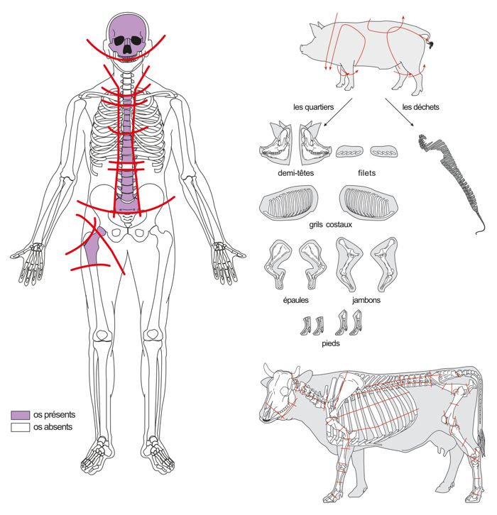 Comparison between the cuts observed on the bone remains of the adult individual and those practiced in butchery on pork and beef during the Gallo-Roman period. Rights : © I. Abadie, from Méniel, P., 1998: “La question du sacrifice animal dans les rites funéraires en Gaule Belgique”, Revue archéologique de Picardie, 1-2, p. 245-251; Datas from Lignereux, Y. & Peters, J., 1996: “Techniques de boucherie et rejets osseux 
en Gaule romaine”, Anthropozoologica, 24, p. 45-98; drawing (porc, boeuf) from M. Coutureau, Inrap.